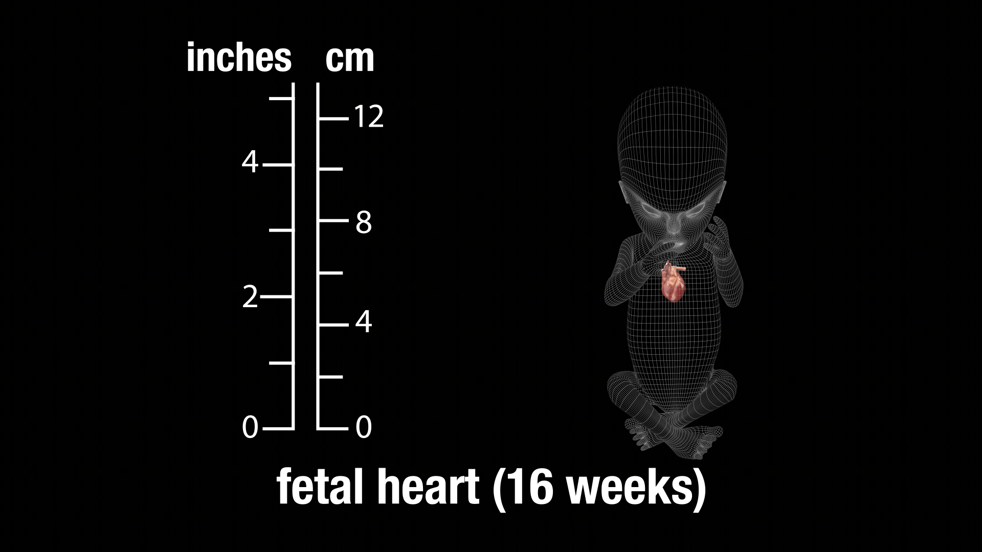 Fetal_heart_16_weeks_01