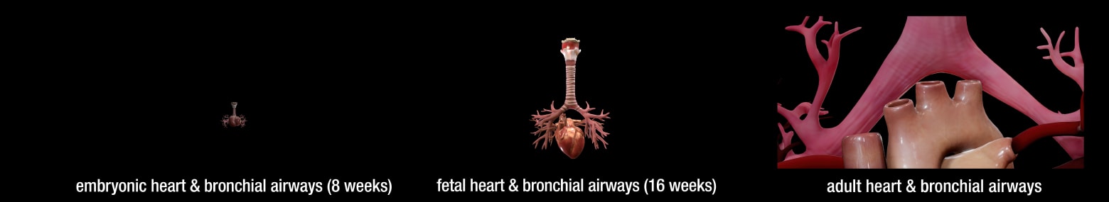 heart-and-bronchial-airways_cover