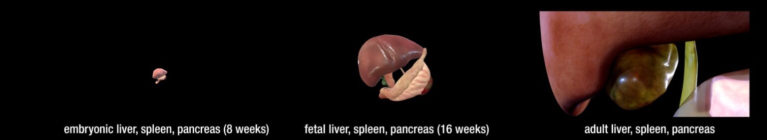 liver-spleen-pancreas_cover