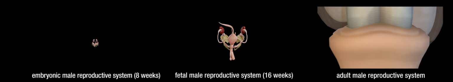 male-reproductive system