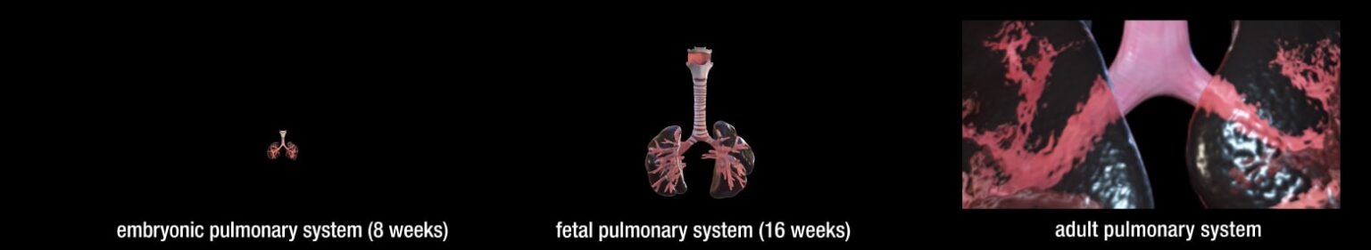 pulmonary system