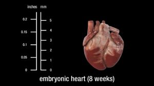 Embryonic-heart-8-weeks