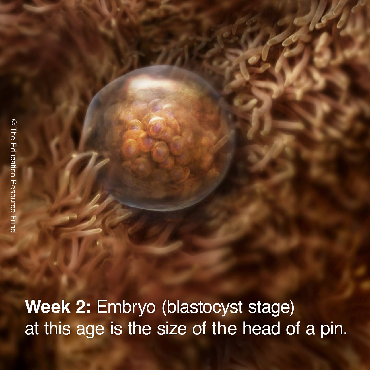 Embryo alive in the uterus in the second week following fertilization