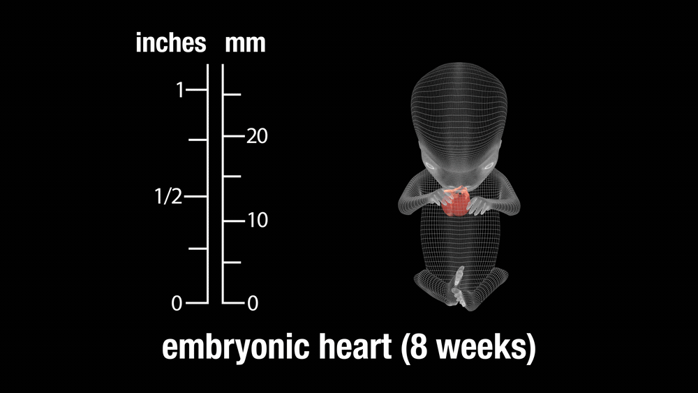 Embryonic_heart_8_weeks_02