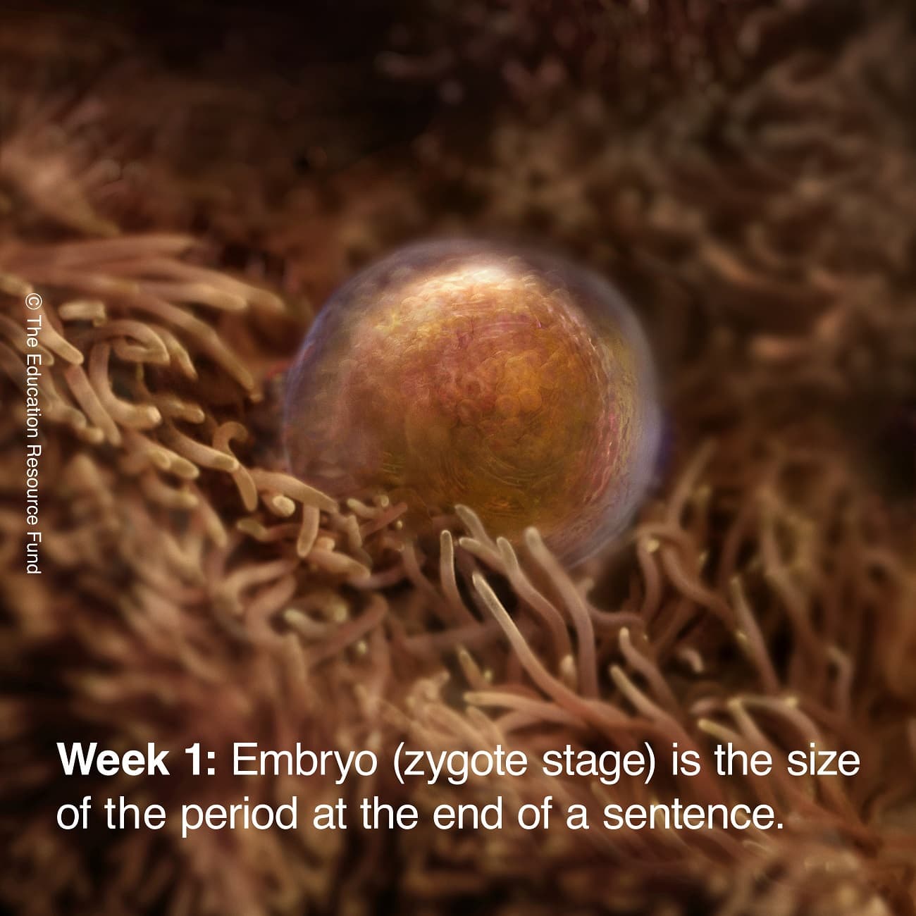 Embryo alive in the fallopian tube in the first week following fertilization