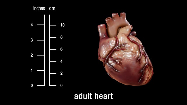 Adult Heart