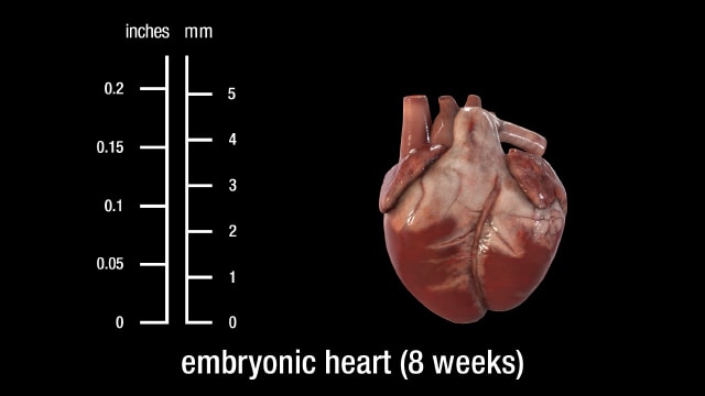 8 Week Embryonic Heart