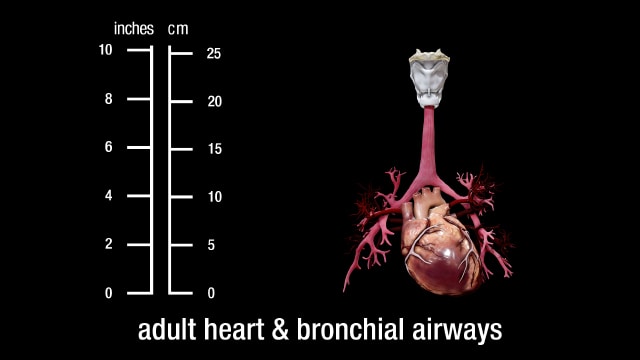 adult heart and bronchial airways