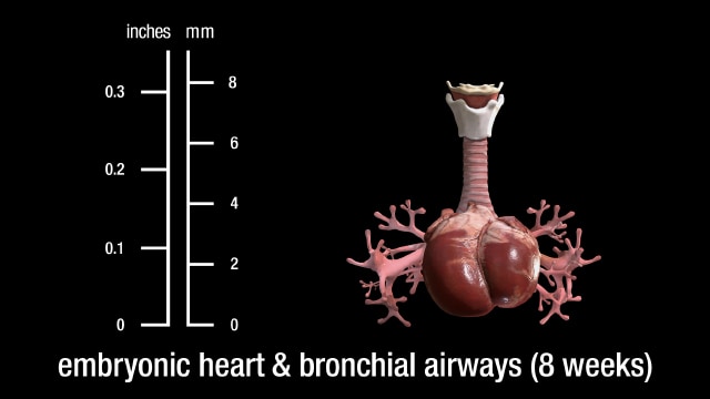 8 week embryonic heart and bronchial airways