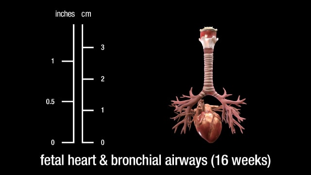 16 week fetal heart and bronchial airways