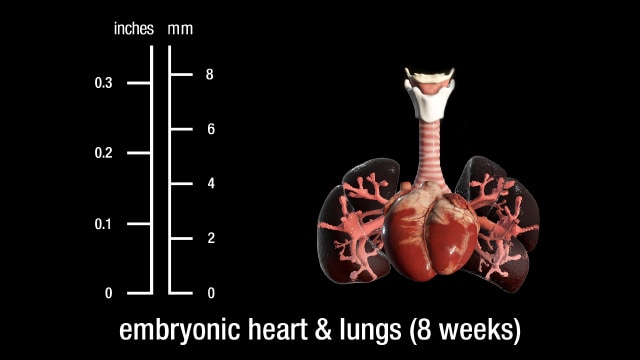 8 week embryonic heart and lungs
