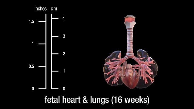 16 week fetal heart and lungs
