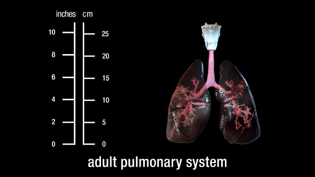 adult pulmonary system