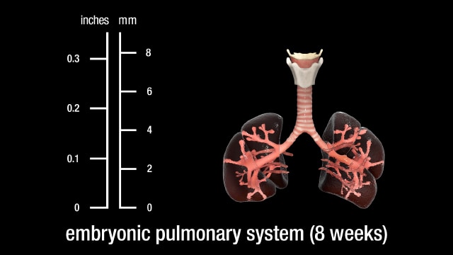 8 week embryonic pulmonary system