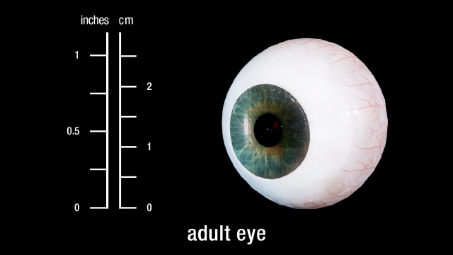 adult eye (full section)