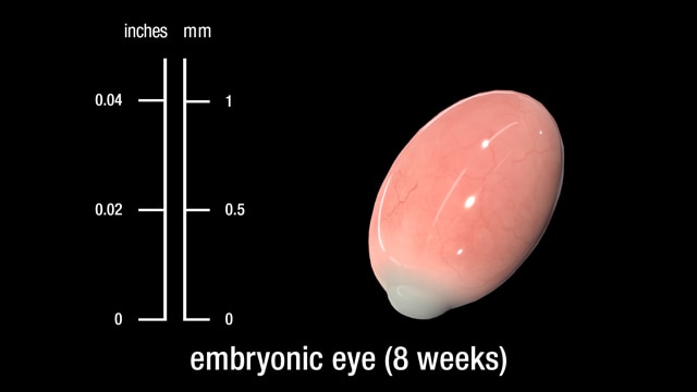 8 week embryonic eye (full section)