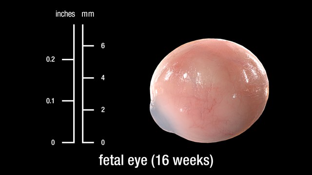 16 week fetal eye (full section)