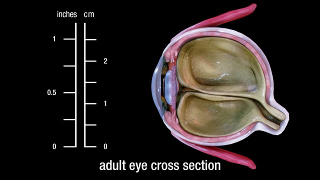 adult eye (cross section)