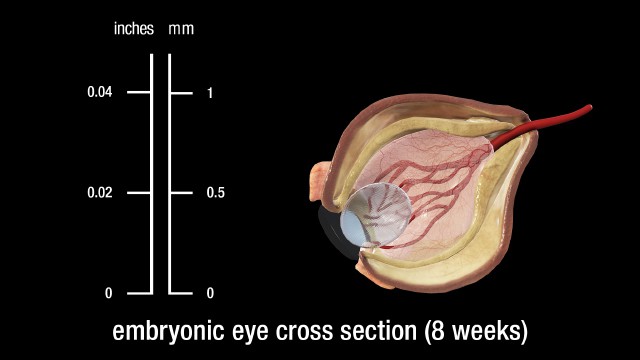 8 week embryonic eye (cross section)