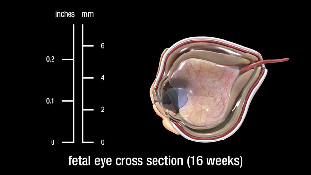 16 week fetal eye (cross section)