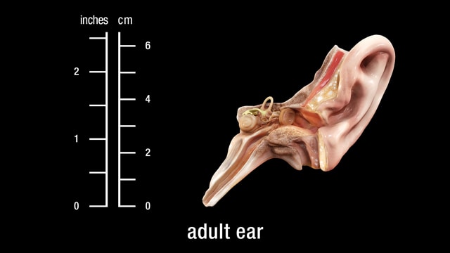 adult ear