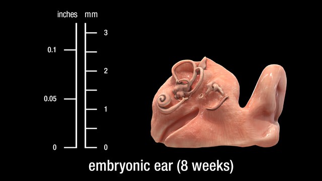 8 week embryonic ear