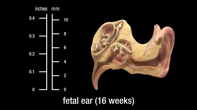 16 week fetal ear