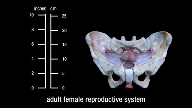 adult female reproductive system