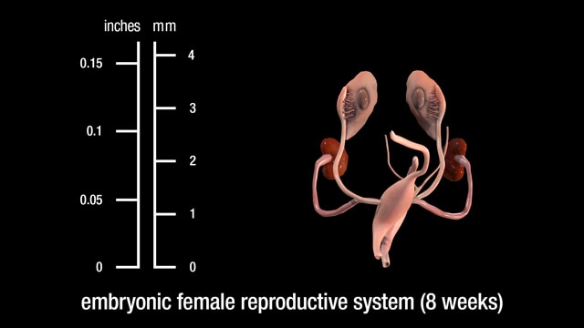 8 week embryonic female reproductive system