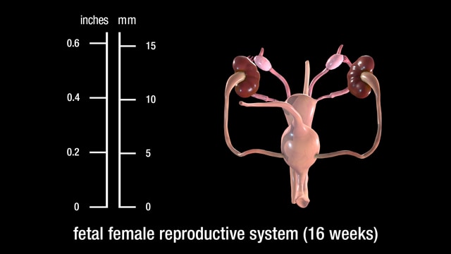 16 week fetal female reproductive system