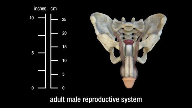 adult male reproductive system