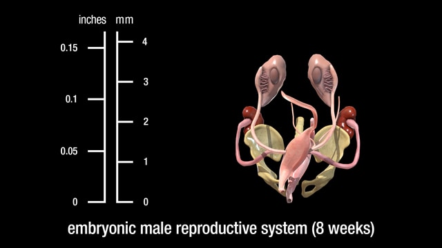 8 week embryonic male reproductive system