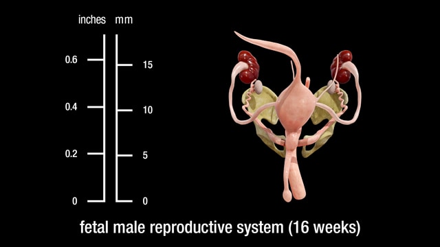 16 week fetal male reproductive system
