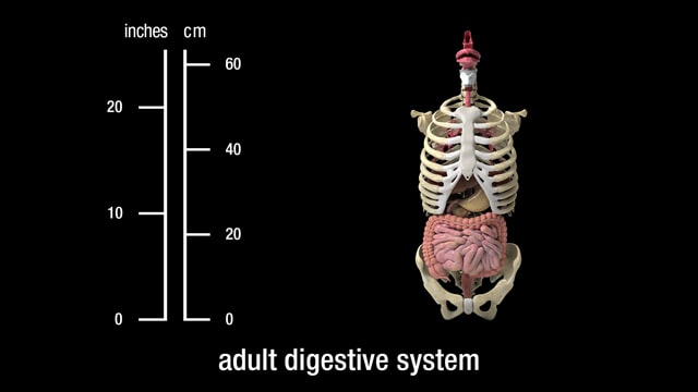 adult digestive system