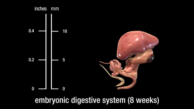 8 week embryonic digestive system