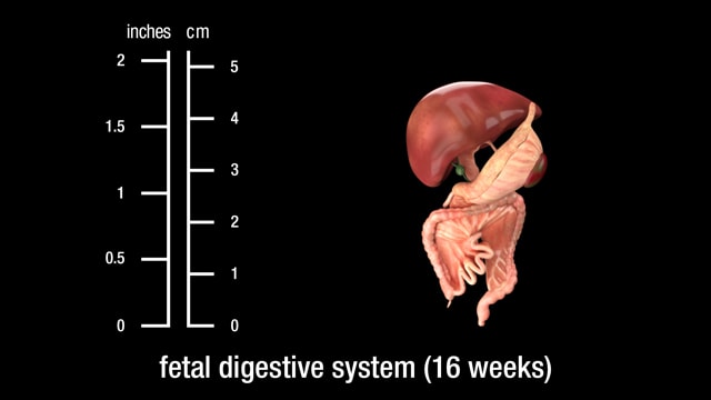 16 week fetal digestive system