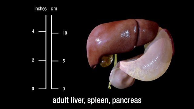 adult liver, spleen, and pancreas