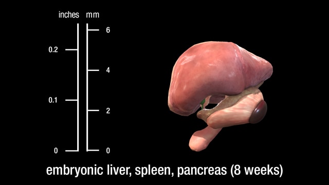 8 week embryonic liver, spleen, and pancreas