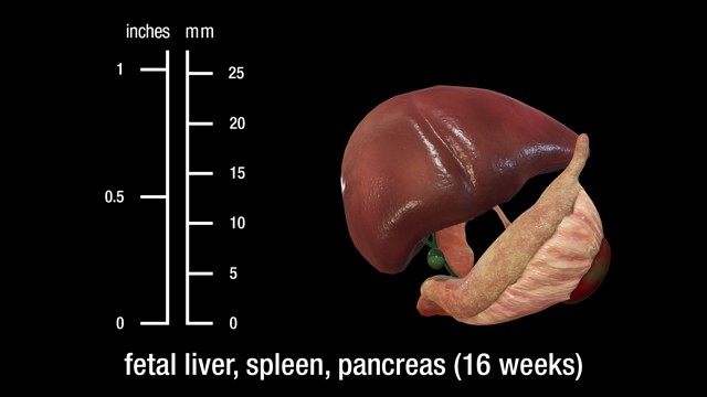 16 week fetal liver, spleen, and pancreas
