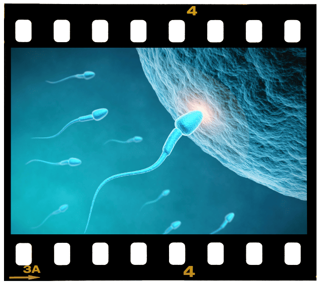 Week 1 – Embryonic & Fetal Video Clips