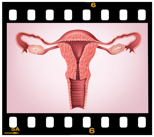 Week 12 – Embryonic & Fetal Video Clips