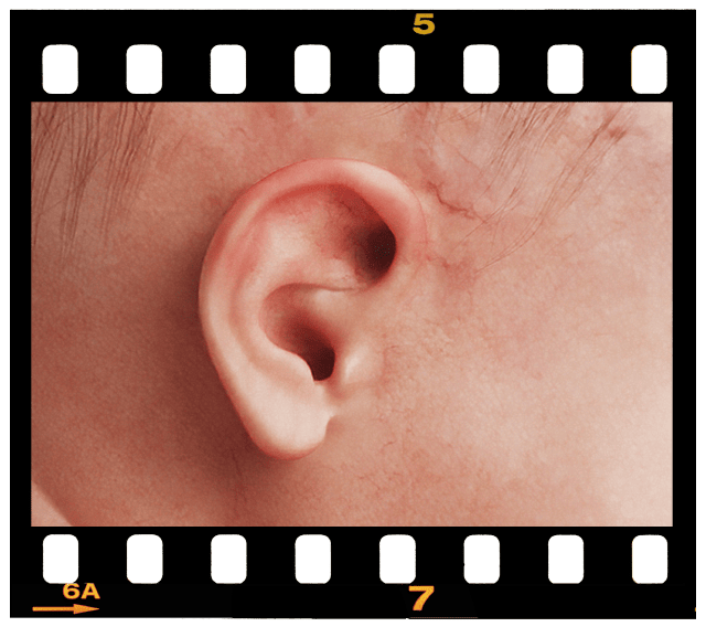 8 Months – Embryonic & Fetal Video Clips