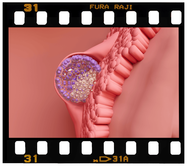 Week 2 – Embryonic & Fetal Video Clips