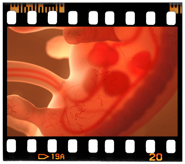Week 3 – Embryonic & Fetal Video Clips