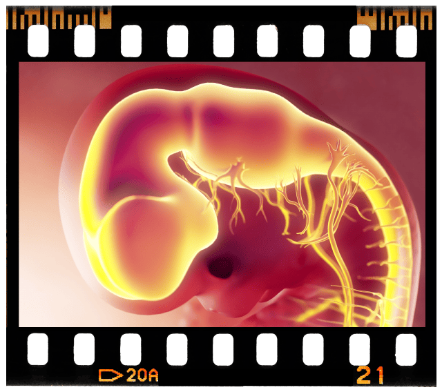 Week 5 – Embryonic & Fetal Video Clips