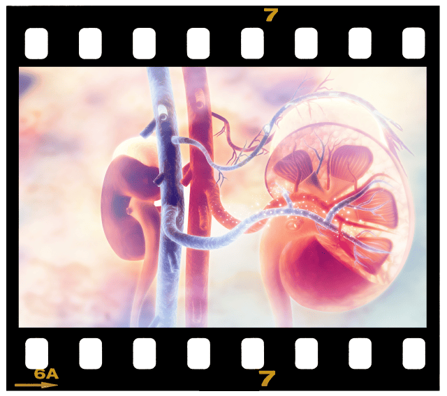 Week 9 – Embryonic & Fetal Video Clips
