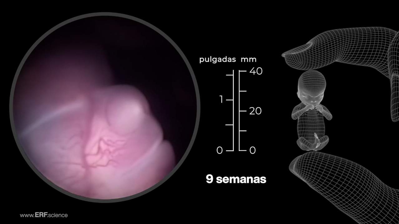 See Baby Grow (Highlights Edition) – Spanish – thumbnails – (1280 x 720)