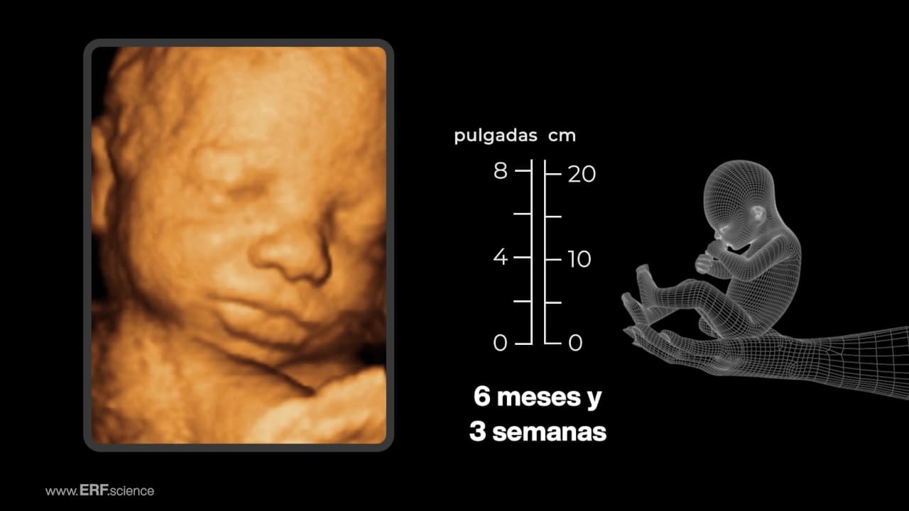 See Baby Grow – Spanish – thumbnail – (1280 x 720)