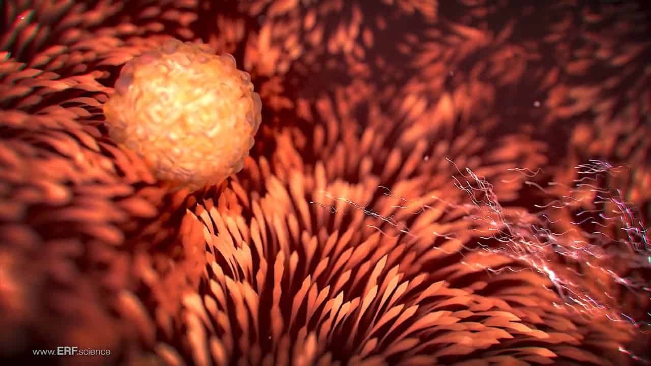 The Science of Life Before Birth – Spanish – (1280 x 720)