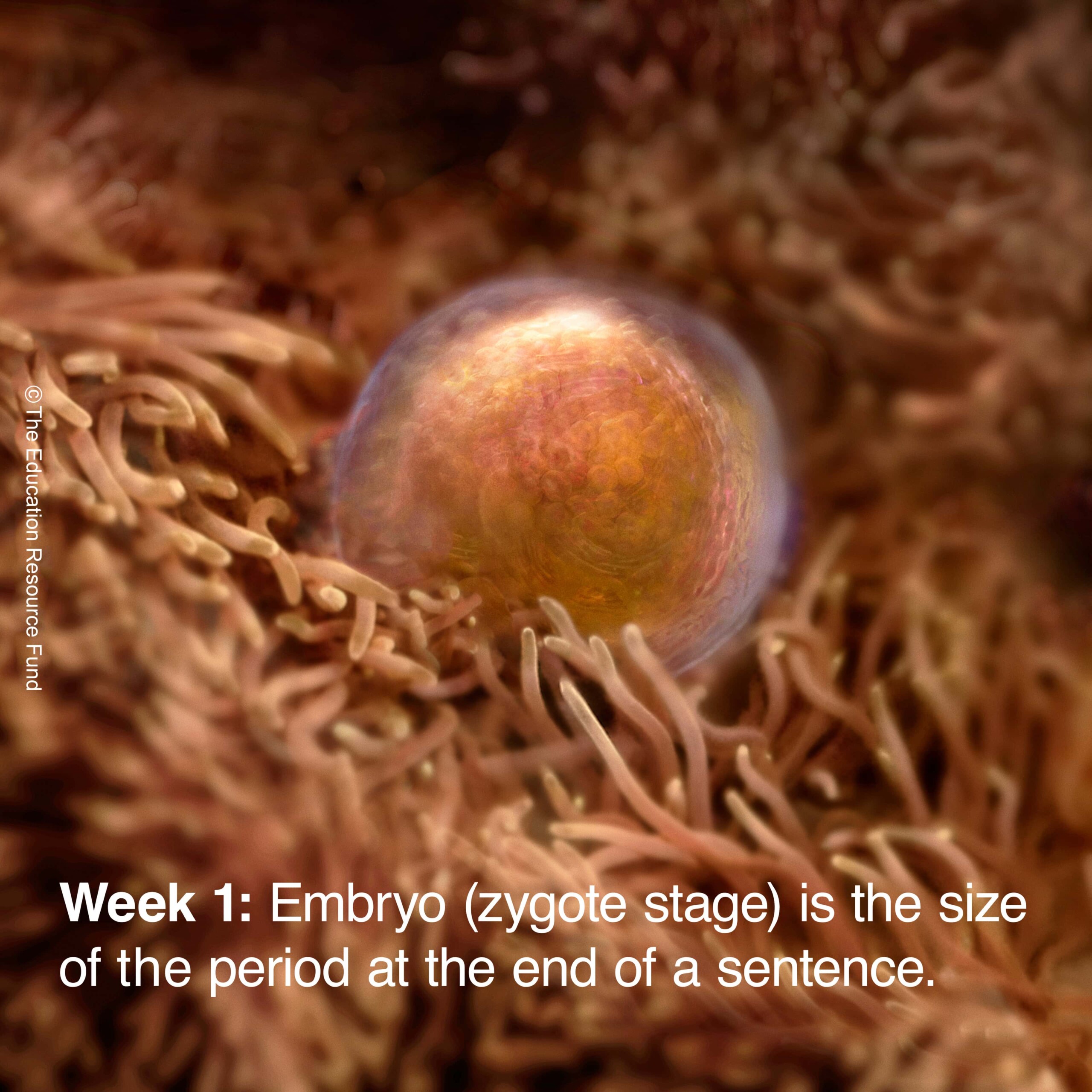 Week 1: Embryo (zygote stage) is the size of the period at the end of the sentence